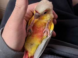 Baby Mooncheck and Suncheek conures 4-6 weeks