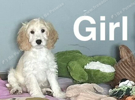 Snowflake adorable puppies looking for homes