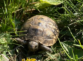 Mediterranean spurthigh tortoise hatchlings
