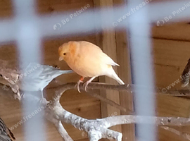 Beautiful singing male canaries
