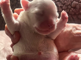 Malshi Pups!