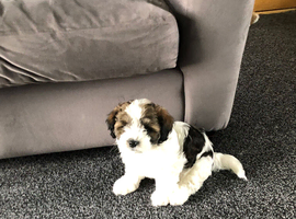 Havanese mix puppies