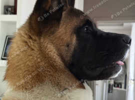 Akita Stud - Large, Healthy, Proven Temperament