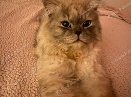 Persian cat