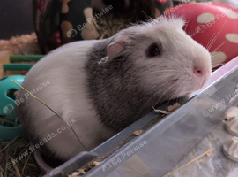 Beautiful young guinea pigs