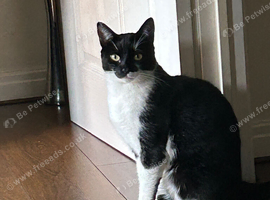 2 cats need rehomimg