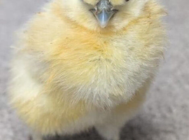 Silkie Hatching Eggs & Day old chicks