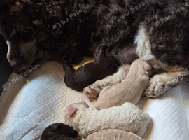 Cockapoo puppies