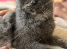 British longhair
