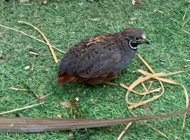 MALE Chinese Painted Quail