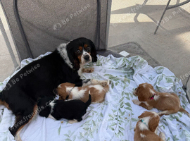 Stunning cavalier King Charles litter