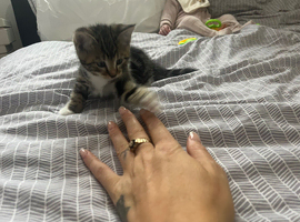 Lovely tabby kitten ready now