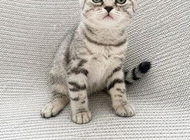Three BSH registered kittens left