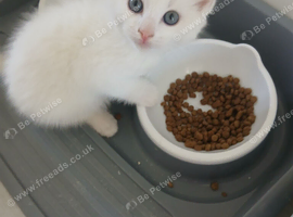 5 beautiful kittens