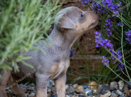 Jack Russell Puppies Rainbow Colours