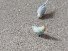 Two female budgies