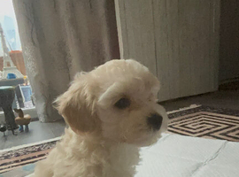 Maltipoo
