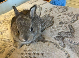 Mini Rex rabbits please read full add