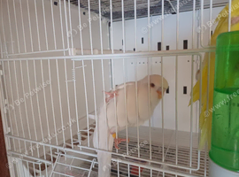 Your budgies
