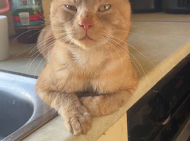 meet ginge