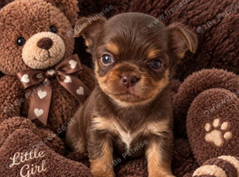 Two stunning chihuahua puppies