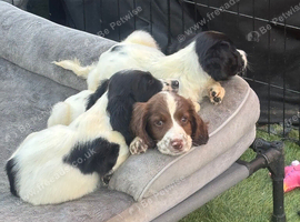 Cocker Spaniel workers looking for ever home