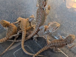 Bearded dragon babies ready now ( Rescue  )