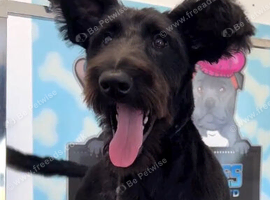 Labradoodle female black