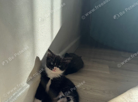 Kittens
