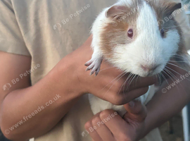 White and brown guinea pig