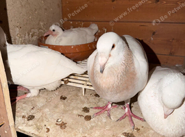 Fancy pigeons for free