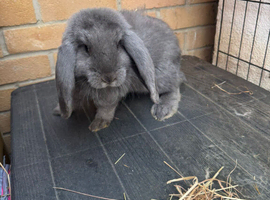 French Lop Doe