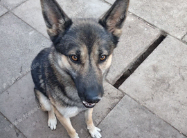 Shepsky Male SAD  re-home