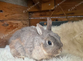 Netherland dwarf doe
