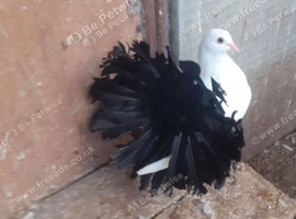 BLACK TAIL MARKED FANTAIL PIGEONS DOVES