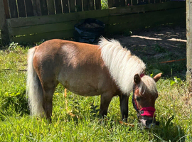 Very pretty Miniature Shetland Pony