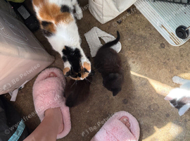 Black kitties