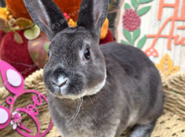 Mini Rex Kits for RESERVE
