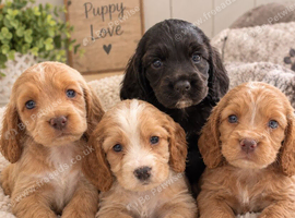 Cocker spaniel puppies