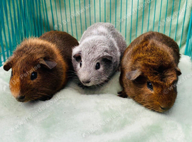 Baby Guinea pigs ready to leave now