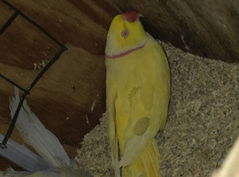 Ring neck pair