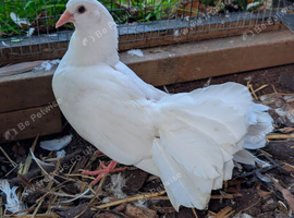 Garden Fantail pigeon
