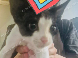 kitten
