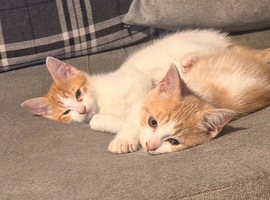 Only 4 left stunning mixed ragdoll x shorthair kittens