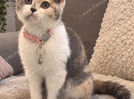 Beautiful TICA REG 7 months old Blue And White Tortie British Shorthair Girl
