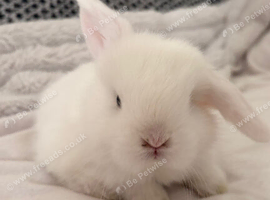 Pure bred Mini lops mixed litter