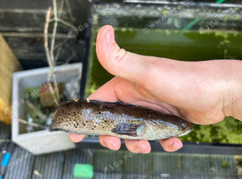 Snakehead