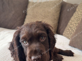 Cocker Spaniel