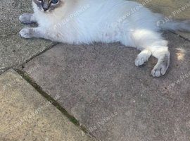 Ragdoll female