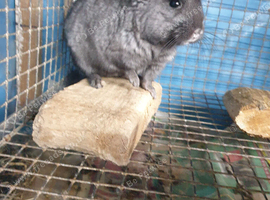 Ebony Hetro dark male